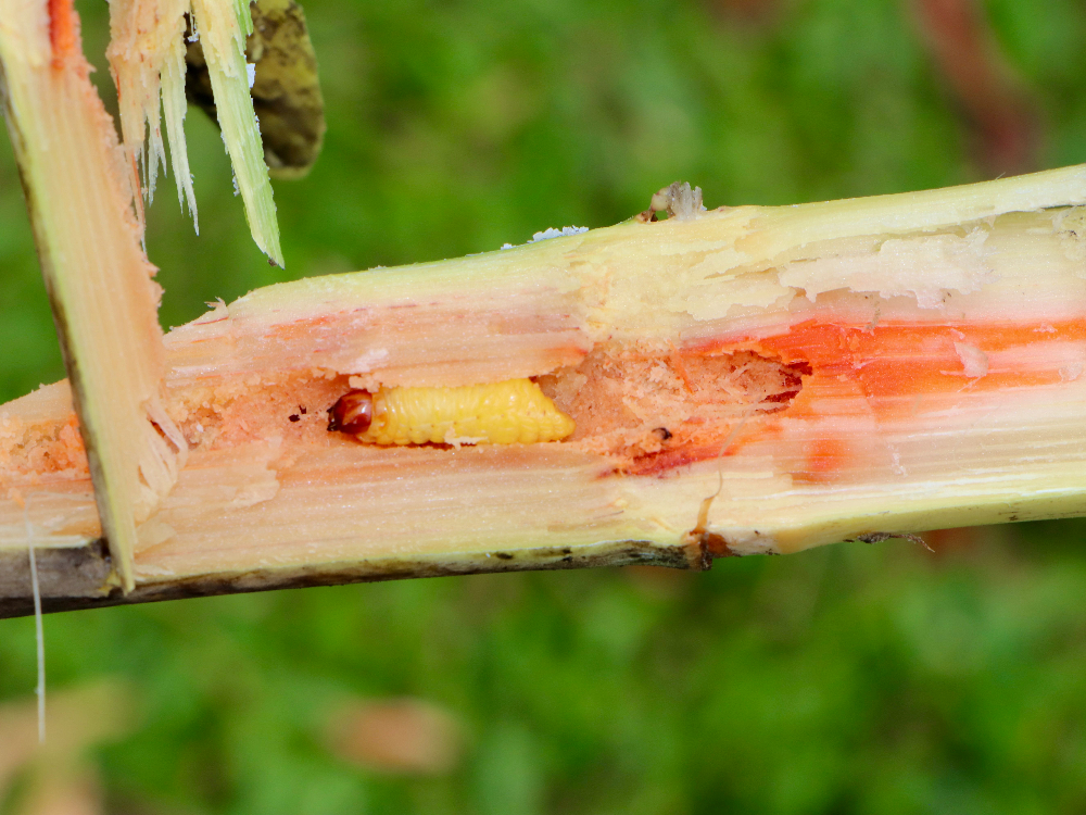 Evaluación Fitosanitaria E Índices De Madurez De La Variedad De Caña CC 93 7711, Una Práctica Participativa Con Los Productores En Caquetá6 AGROSAVIA