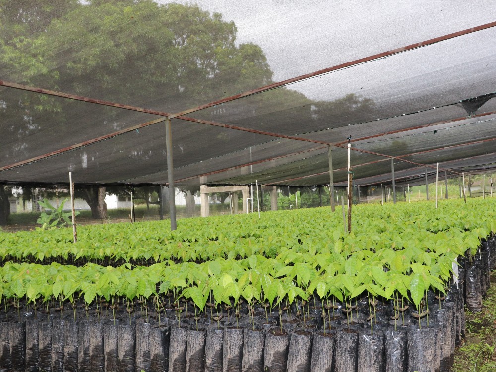 Clones de alta calidad ofrece el Centro de Investigación Nataima de AGROSAVIA a los productores de cacao