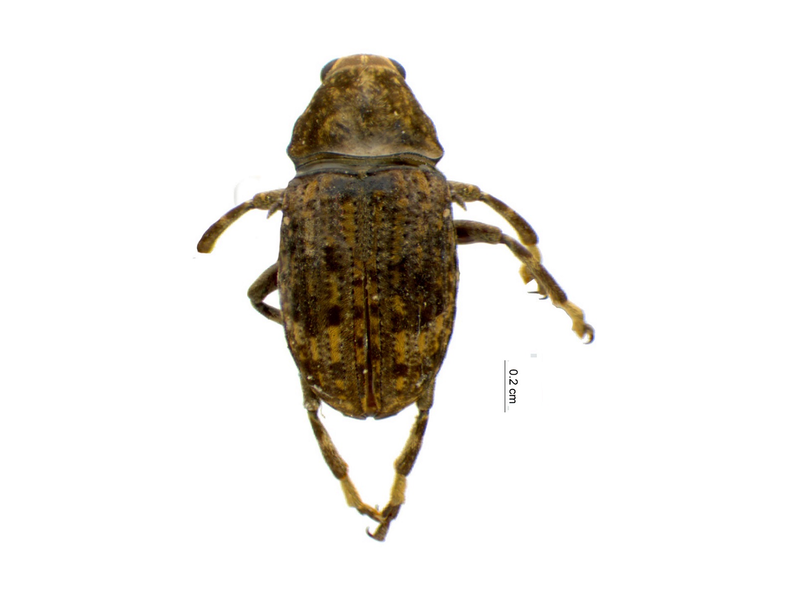 Stenocerus longulus Jekel, 1855