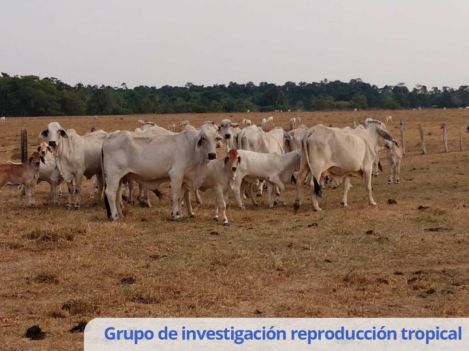 Grupo De Investigación Reproducción Tropical (5) (1)
