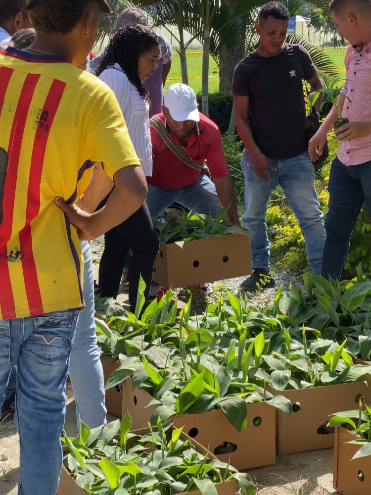 Entrega De Semilla De Calidad De Plátano Hartón2 AGROSAVIA