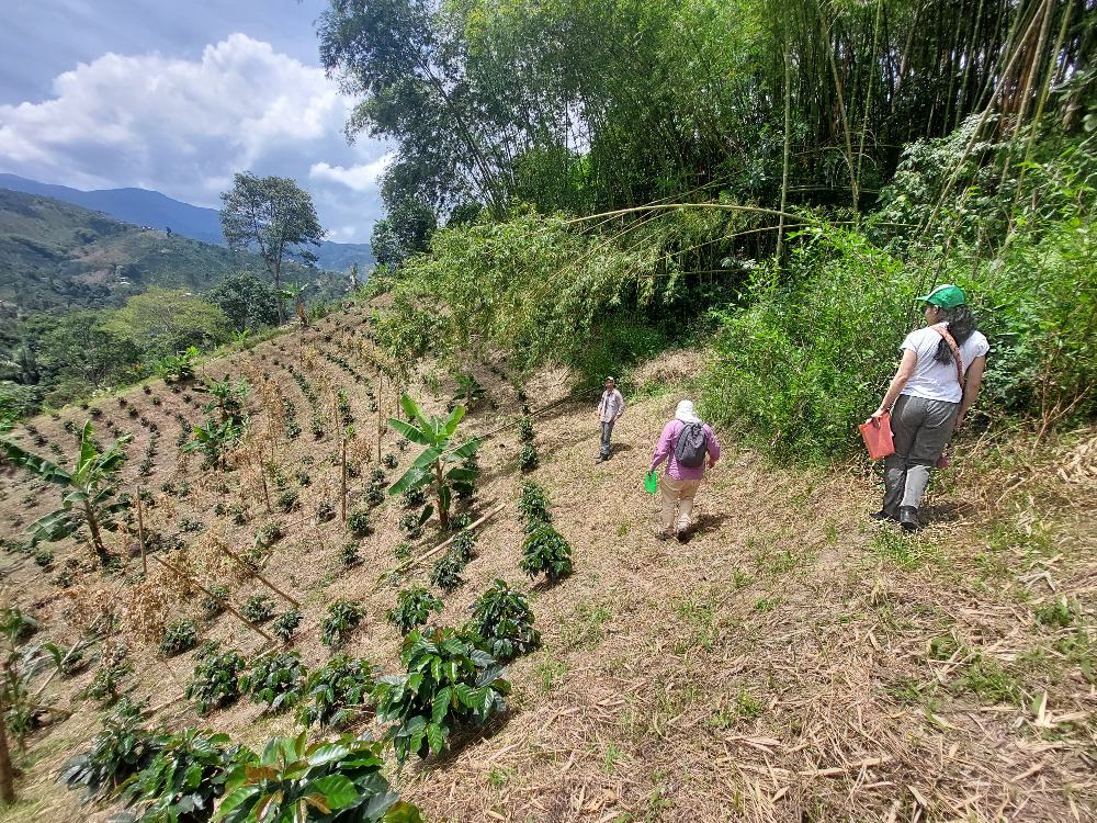 AGROSAVIA RAP E Plátano5 AGROSAVIA