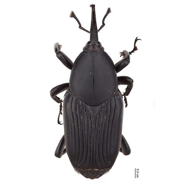 Rhynhophorus Palmarum 616