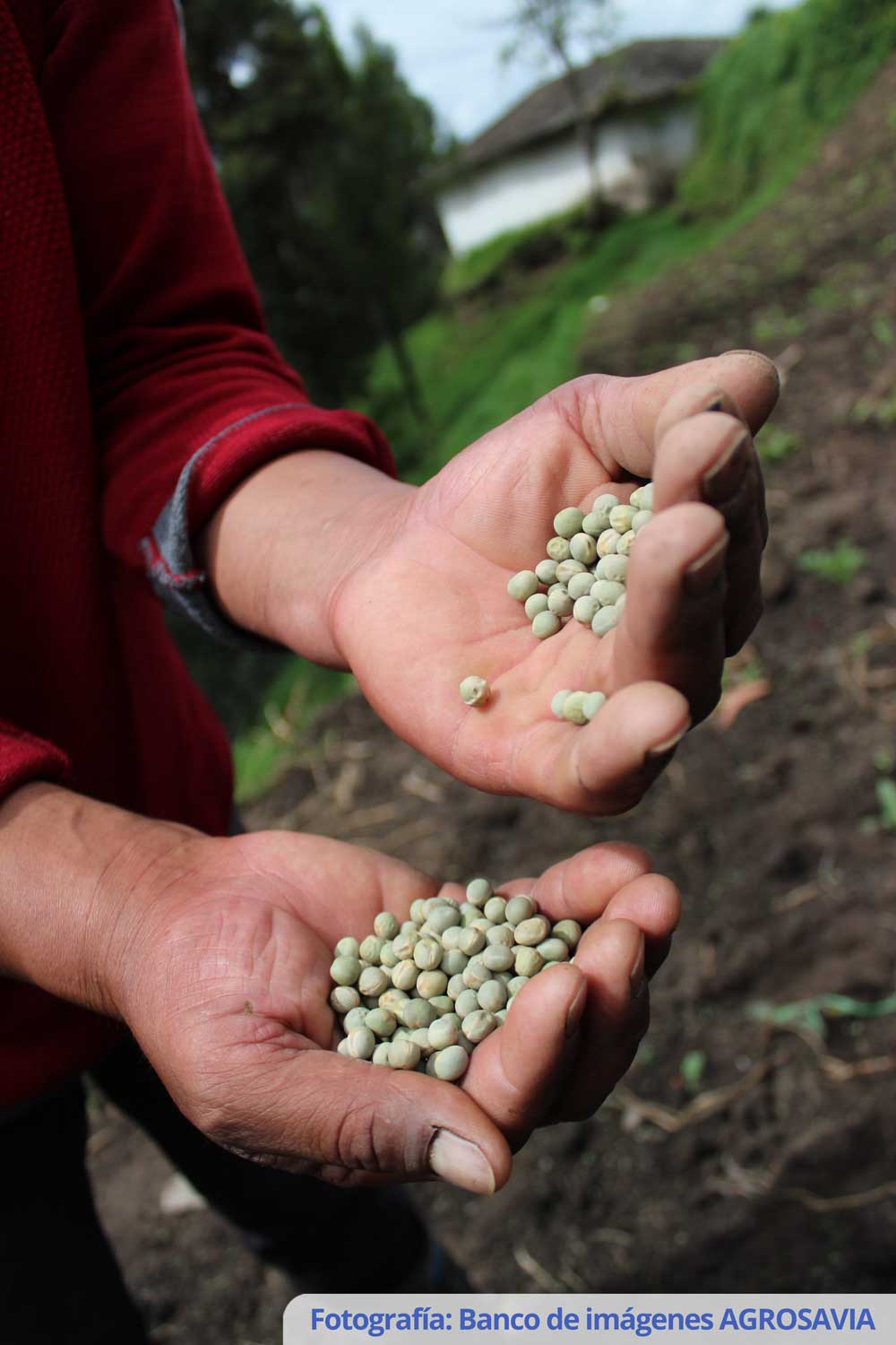 Obonuco Andina pea variety