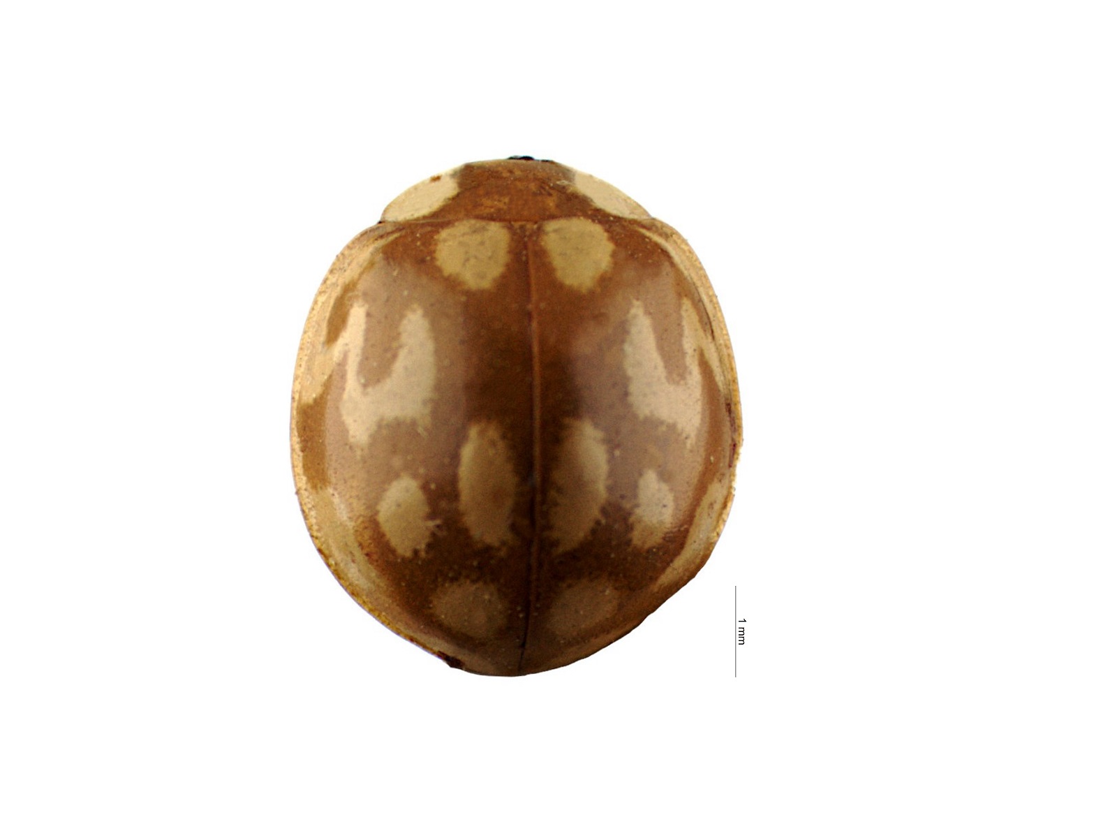 Neocalvia cayennensis (Gmelin, 1790) 