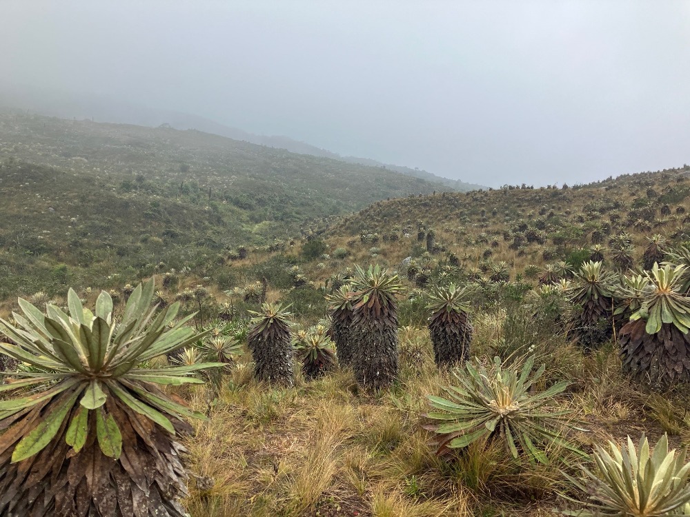 El desafío global de la conservación de la biodiversidad