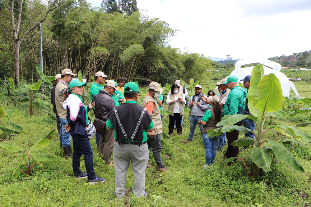 Escuela de Campo para Agricultores – ECA: Un diálogo de saberes entre productores e investigadores en el cultivo de plátano