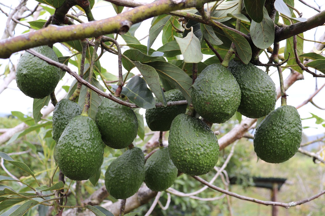 El cultivo de aguacate una alternativa productiva importante para el país