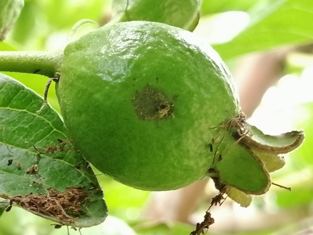 Recomendaciones de manejo integrado del picudo de la guayaba en cultivos de guayaba regional