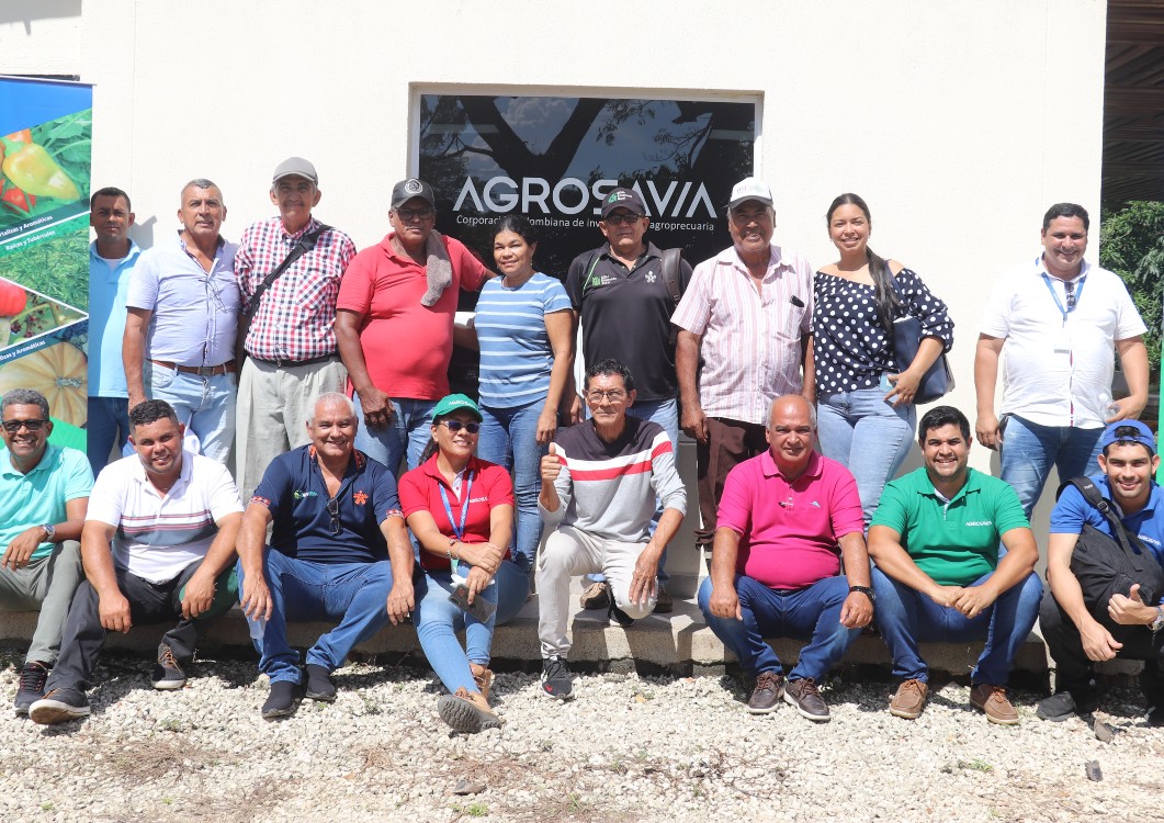 AGROSAVIA impulsa variedades de berenjena en Magdalena y Atlántico
