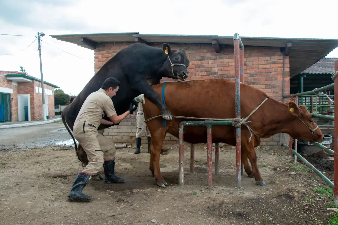 Colombia Y Guyana Fortalecen Capacidades Técnicas En Crioconservación Y Reproducción Bovina5 Fotor Webp