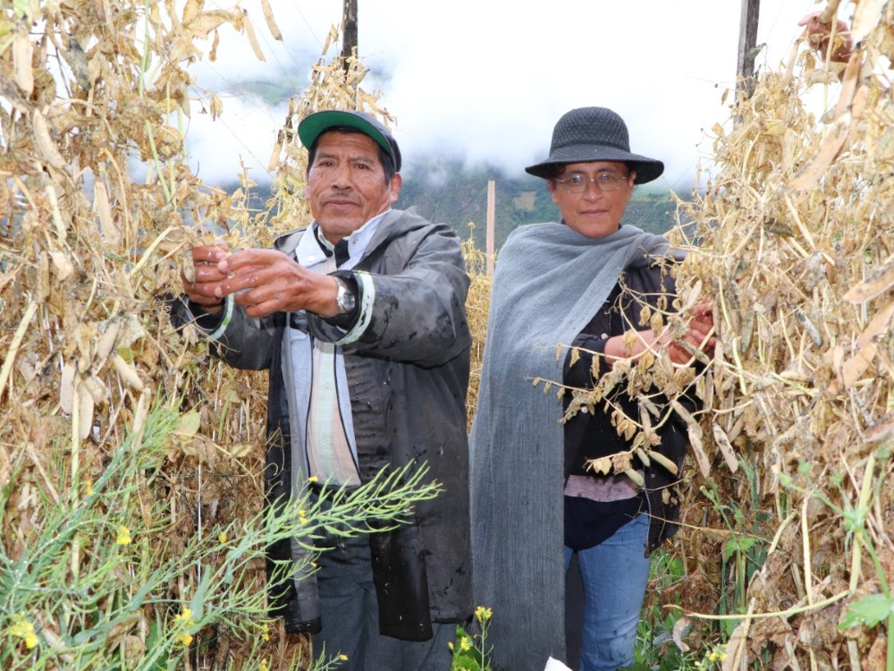 ¡Llegó el día de la cosecha! Plan semilla arveja en Nariño
